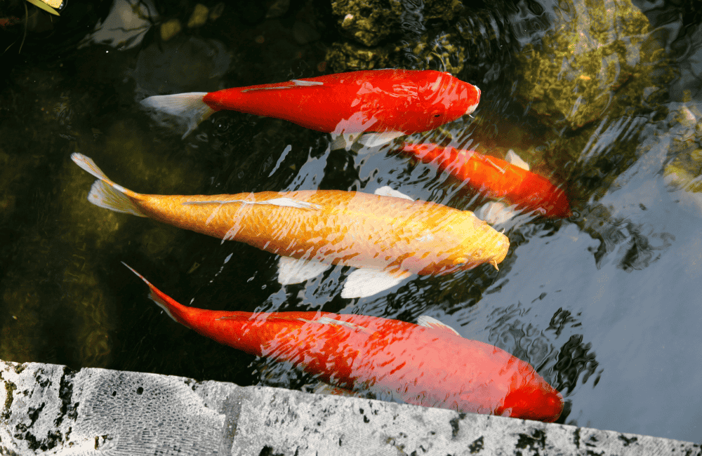 การเลือกซื้อปลาคาร์พ